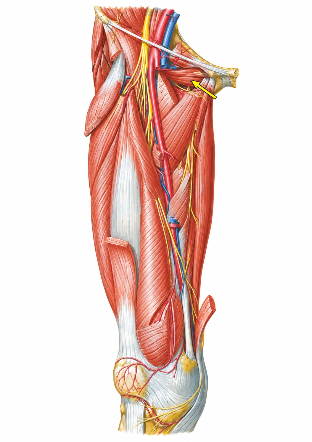 Fonte: Netter, Atlas de Anatomia Ortopédica, 2ª edição.