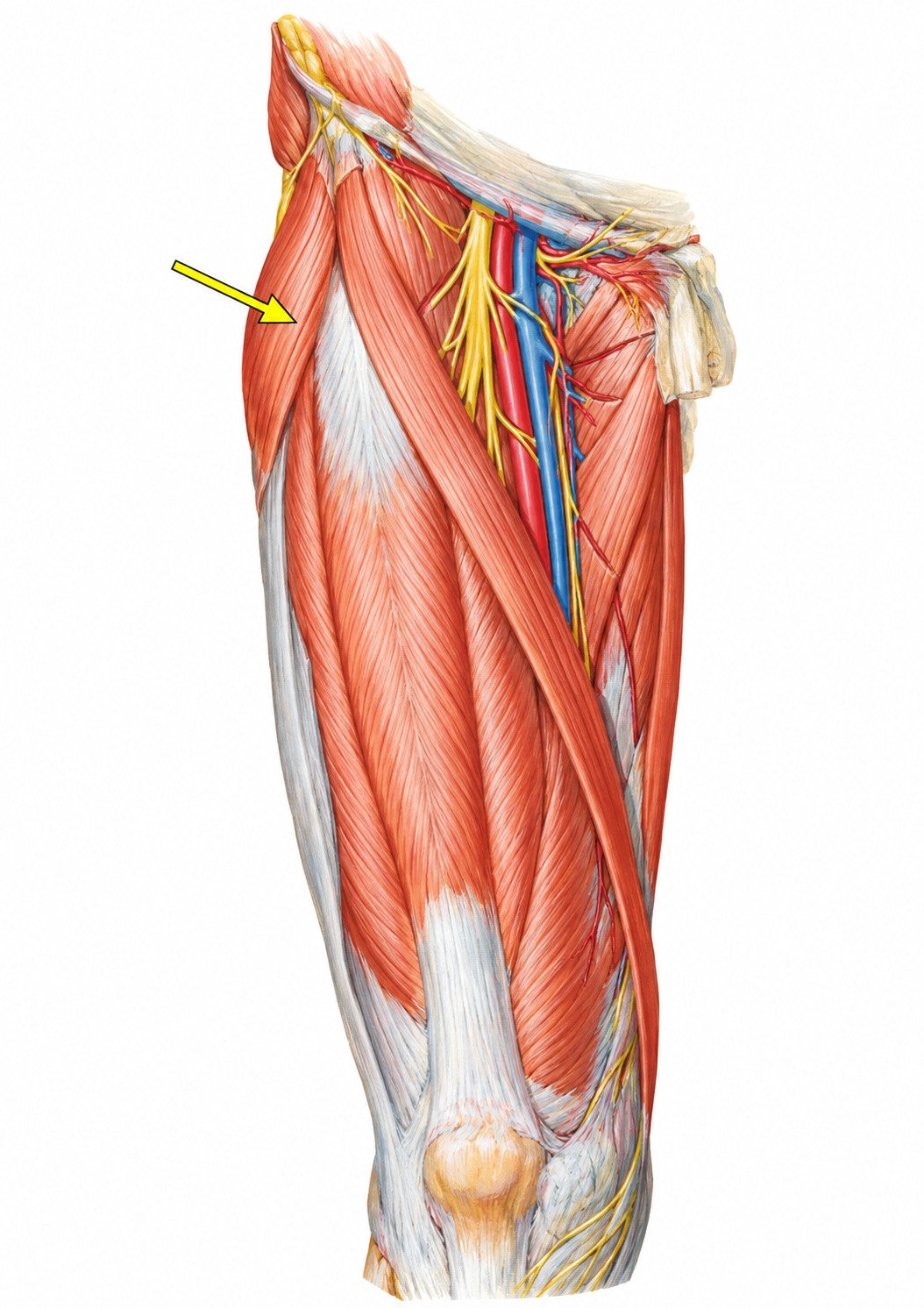 Fonte: Netter, Atlas de Anatomia Ortopédica, 2ª edição.