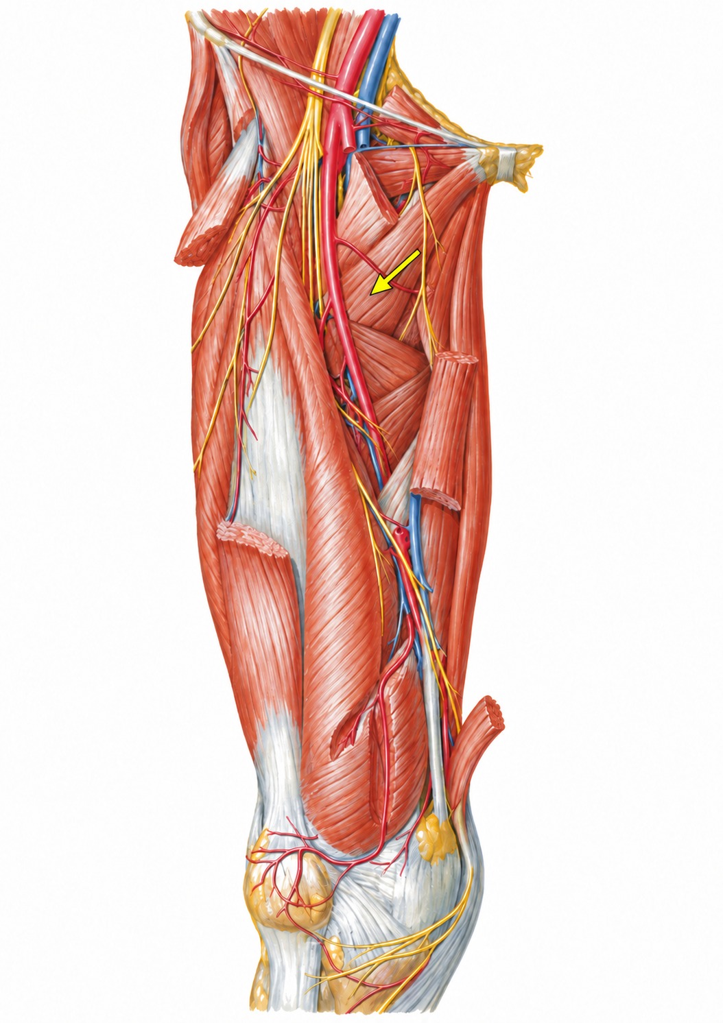 Fonte: Netter, Atlas de Anatomia Ortopédica, 2ª edição.