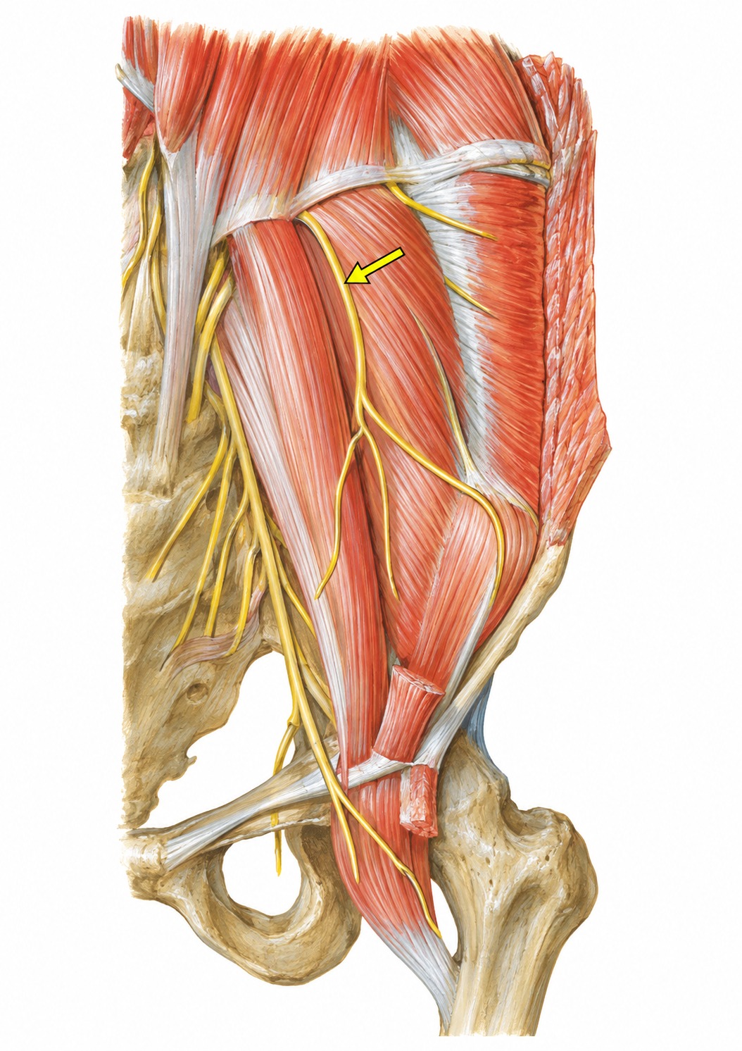Fonte: Netter, Atlas de Anatomia Ortopédica, 2ª edição.