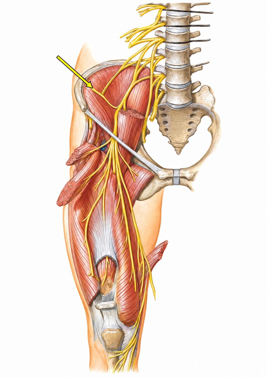 Fonte: Netter, Atlas de Anatomia Ortopédica, 2ª edição.