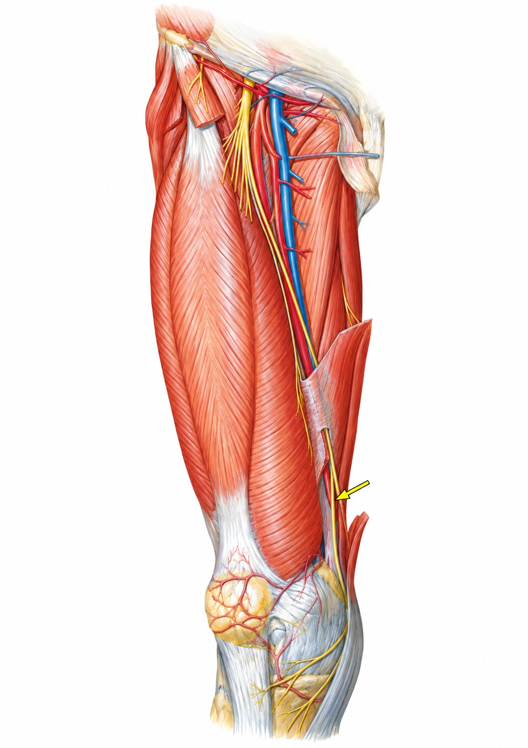 Fonte: Netter, Atlas de Anatomia Ortopédica, 2ª edição.